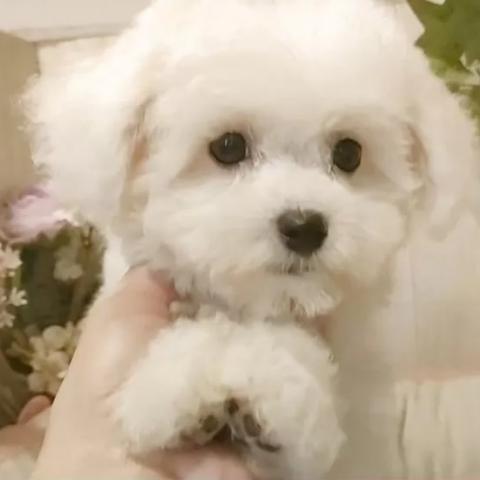 ビションフリーゼ