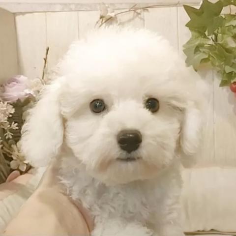 ビションフリーゼ