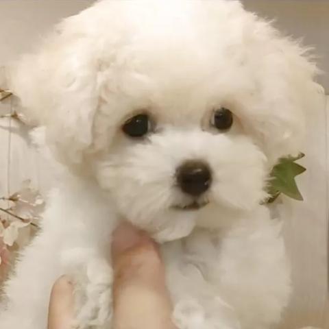 ビションフリーゼ