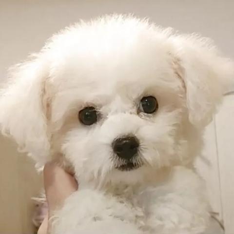 ビションフリーゼ