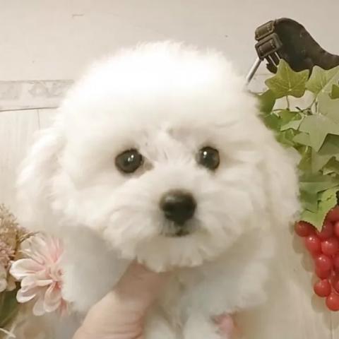 ビションフリーゼ