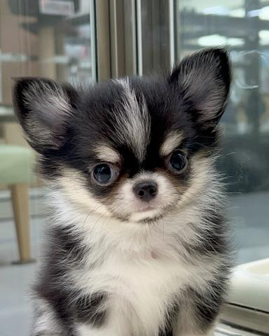 チワワ(ロングコート)