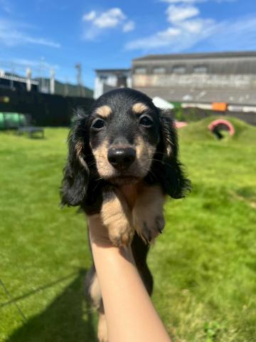 ミニチュアダックスフンド値下げ中♡ドッグラン代永年無料!