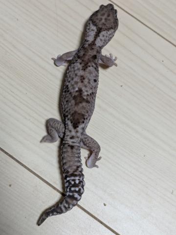 ニシアフリカトカゲモドキ　オレオhetパターンレス50%hetズールー