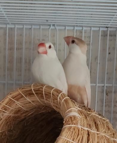 弥富系アルビノ文鳥