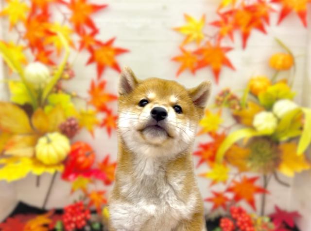 柴犬