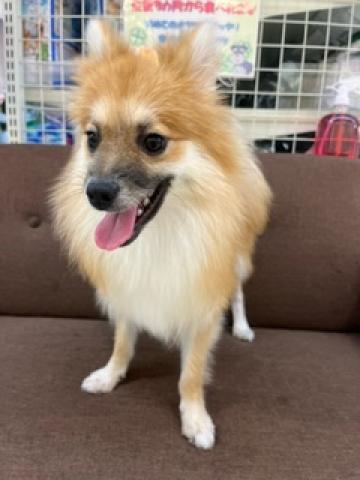 ポメラニアン