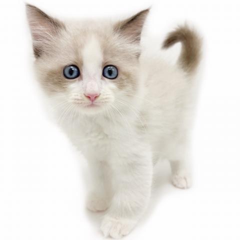 ネヴァマスカレード