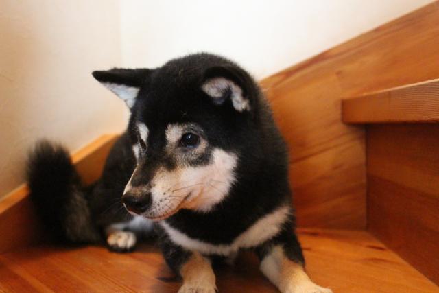 柴犬豆柴