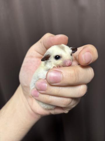 プラチナ