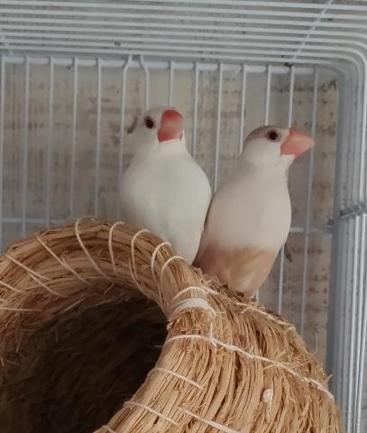 クリーム文鳥