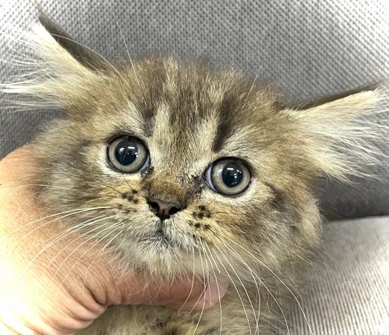 スコティッシュフォールドスコティッシュ✨素敵な飼い主さん募集中✨