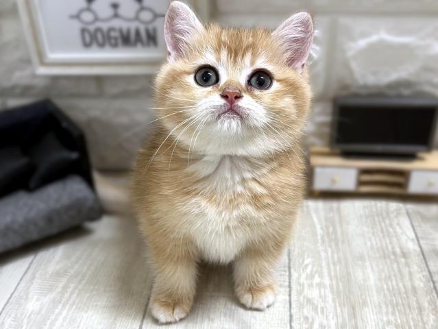 ブリティッシュショートヘア