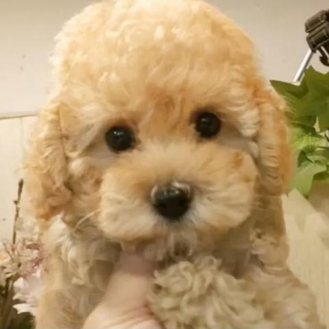 ティーカッププードル