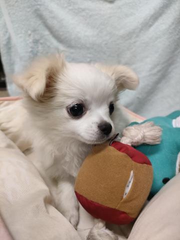 チワワ（ロングコート）