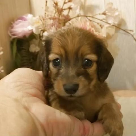 ミニチュアダックスフンド(ロング)