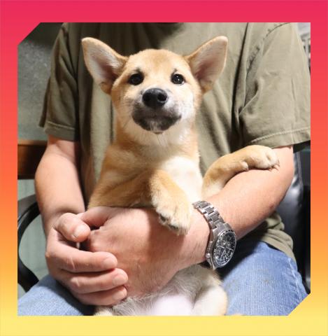柴犬