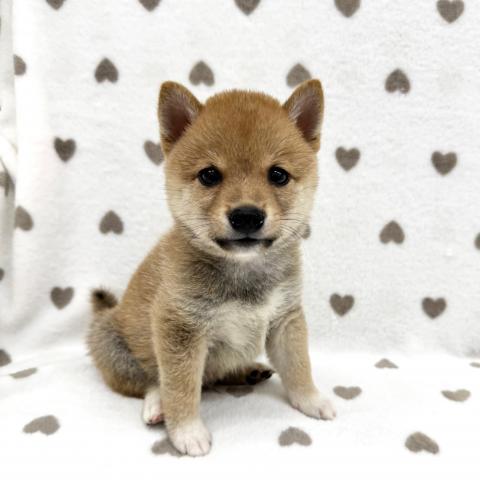 柴犬豆柴