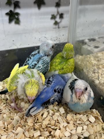 セキセイインコ