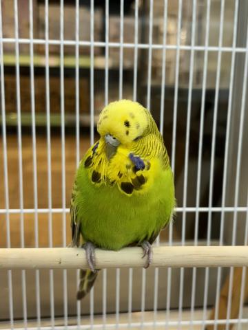 ジャンボセキセイインコ