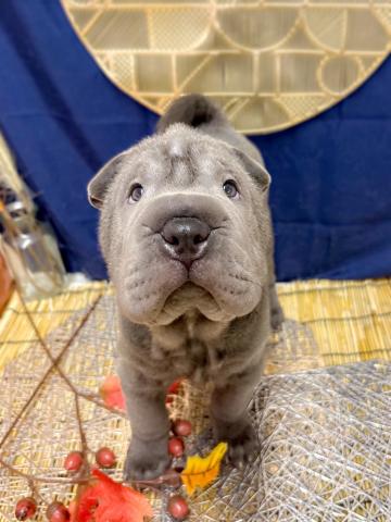 チャイニーズ・シャーペイ