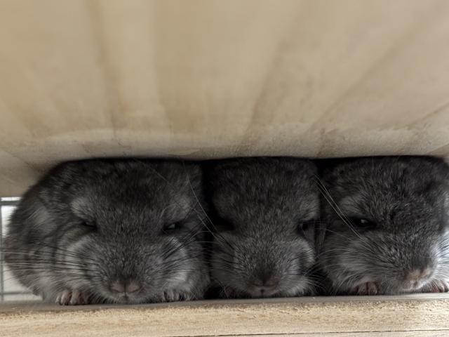 チンチラ