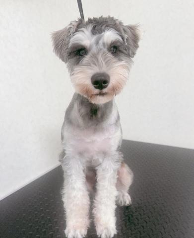 ミニチュアシュナウザー