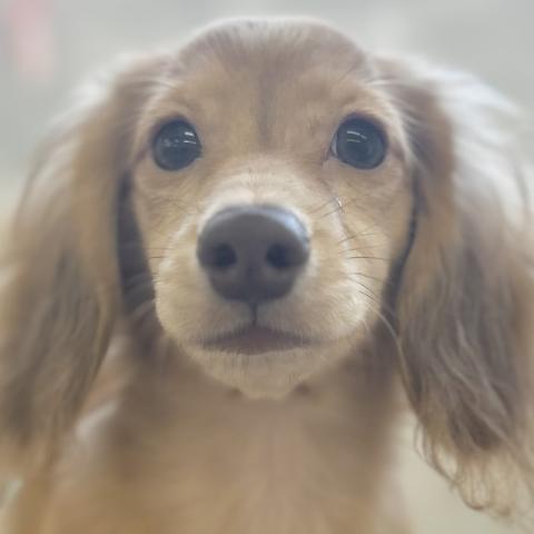 ミニチュアダックスフンド