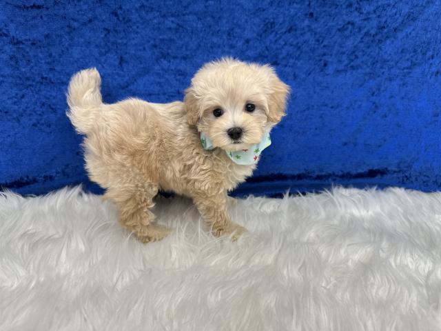 MIXマルプー♪成犬時2.5kg前後予想