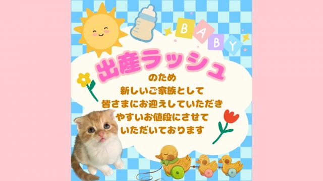 キャッテリーＶＩＶＩＴ