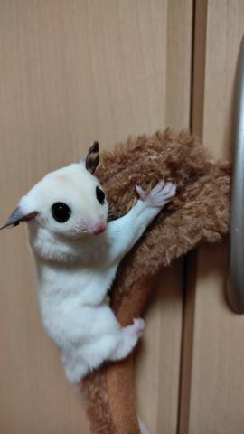 スポットパイド100%hetクリミノ/プラチナorリューシ(ストロベリノ血統)