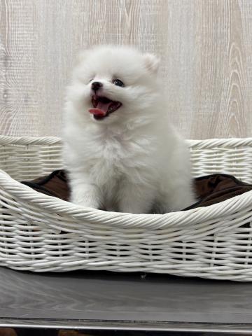 ポメラニアン