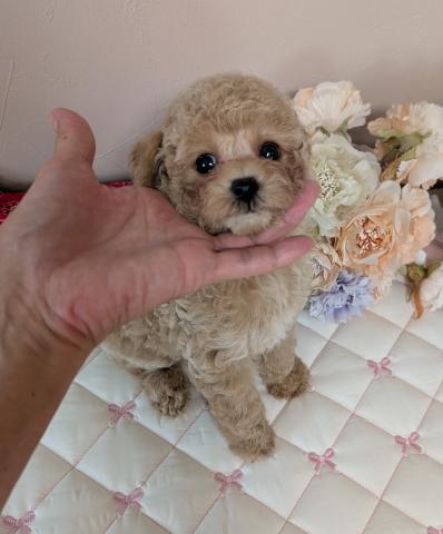 プチプ－・シルクpapa♪♪