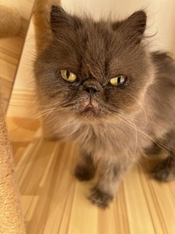 エキゾチックショートヘアー
