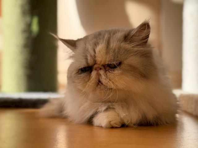エキゾチックロングヘアー