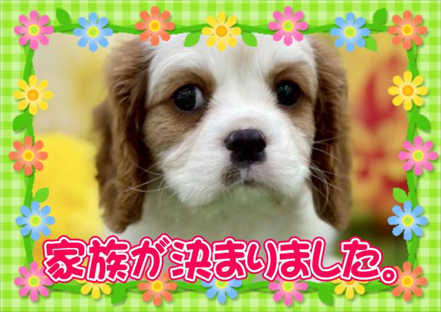 キャバリア