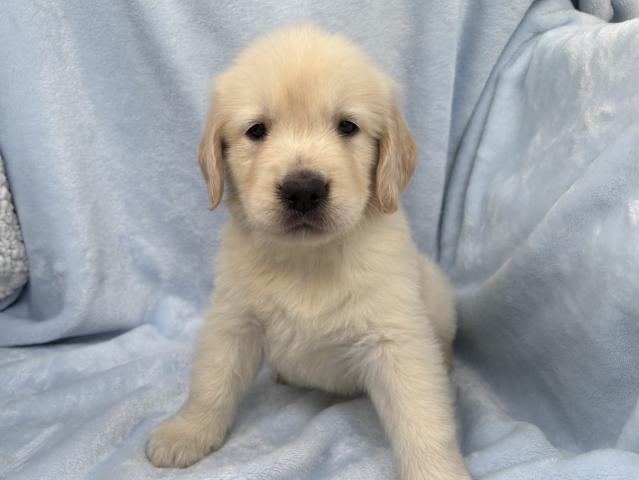 ゴールデンレトリーバー★表示価格は生体価格、ワクチン、マイクロチップ、生命、先天性病気保障、など諸費用全部含むの総額です！ ★ご来店お待ちしております。