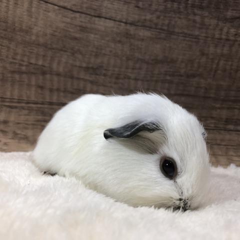 ロシアンスモークモルモット