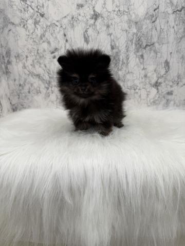 ポメラニアン