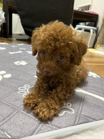 トイプードル