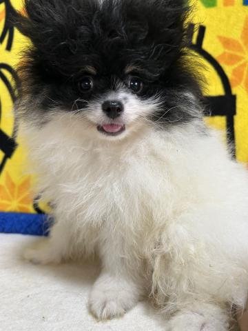 ポメラニアン