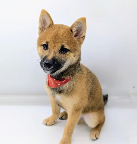 柴犬