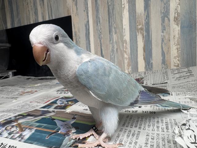 オキナインコ