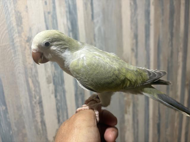 オキナインコ