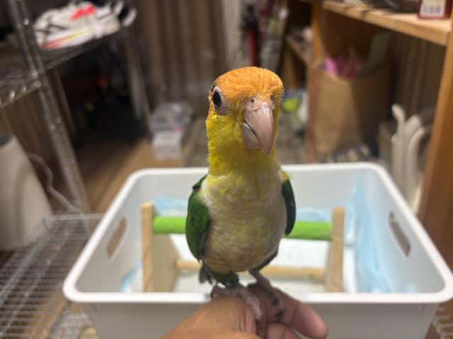 シロハラインコグリーンタイツ
