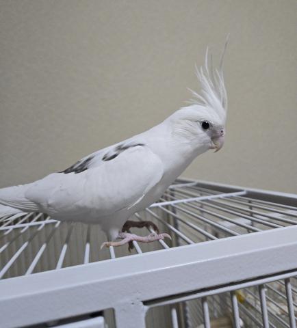 オカメインコ