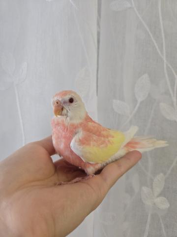 アキクサインコ