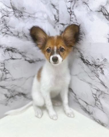 パピヨンspecialprice‼️【9/3お写真、動画更新♪】大きなお耳がチャームポイント♡ 初めて飼う方にもおすすめのフレンドリー犬！