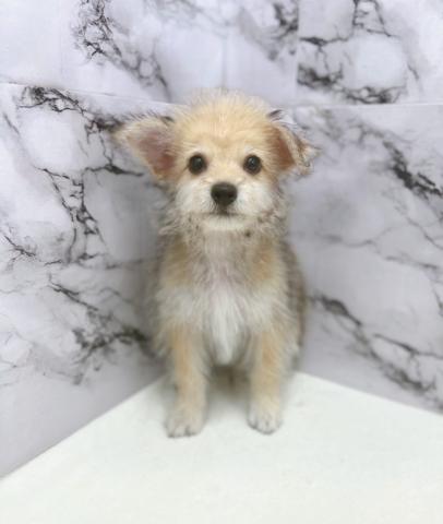 MIX柴犬×ビション【9/3お写真、動画更新！】可愛すぎる！！柴ビションの愛嬌たっぷりSmileにスタッフメロメロ♡