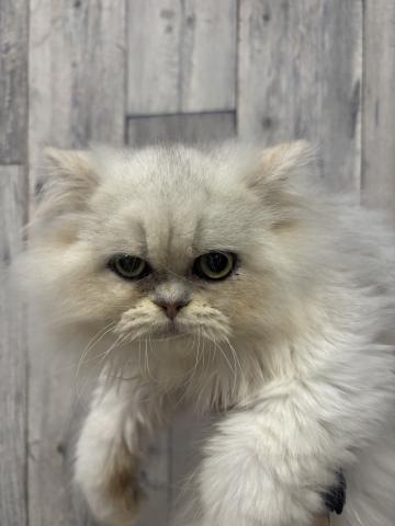 ペルシャ・ヒマラヤン
